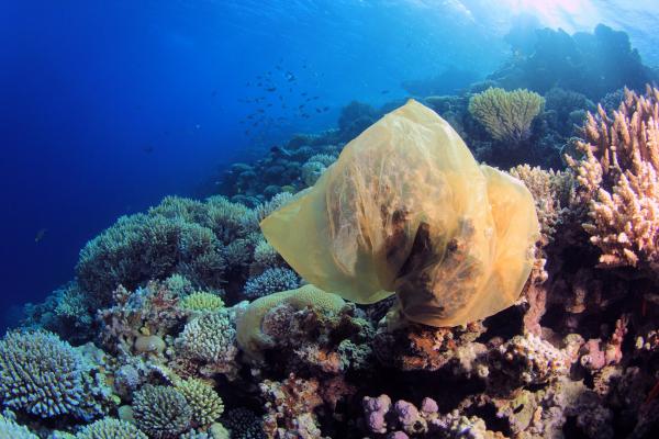 coral reef beach bag